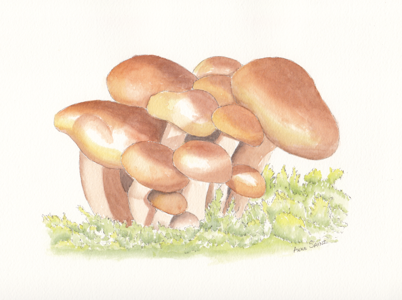 20240321 Mushrooms (WDE 2-22-24, Sr Art Show).png