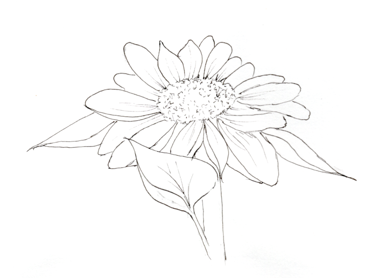 20250627SK10 tinta de girasol (WDE) .png