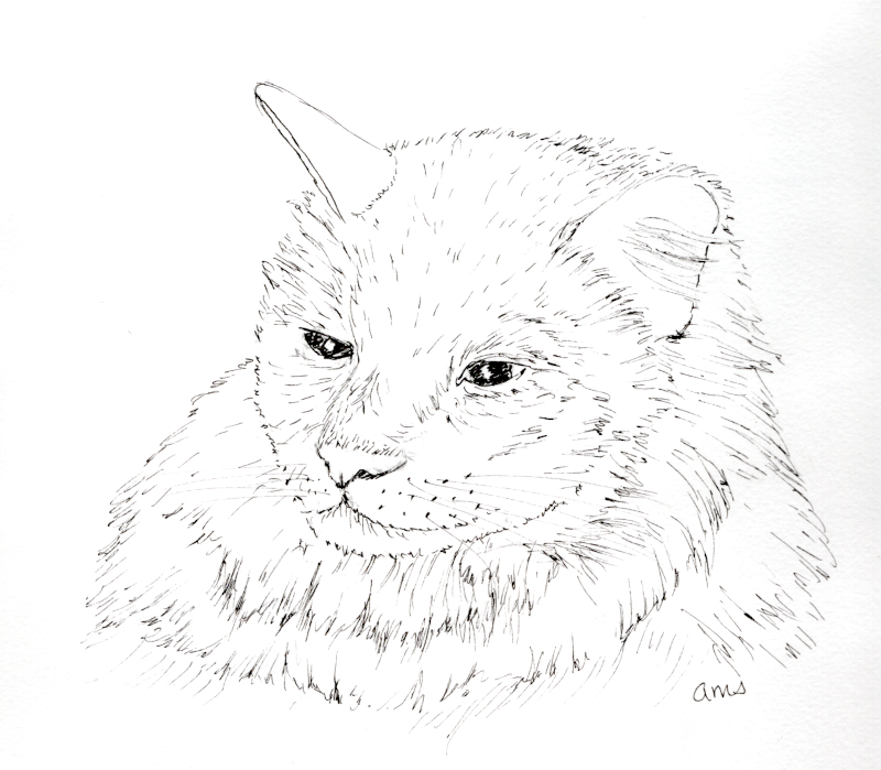 20250630 SK10 CAT (WDE) .png