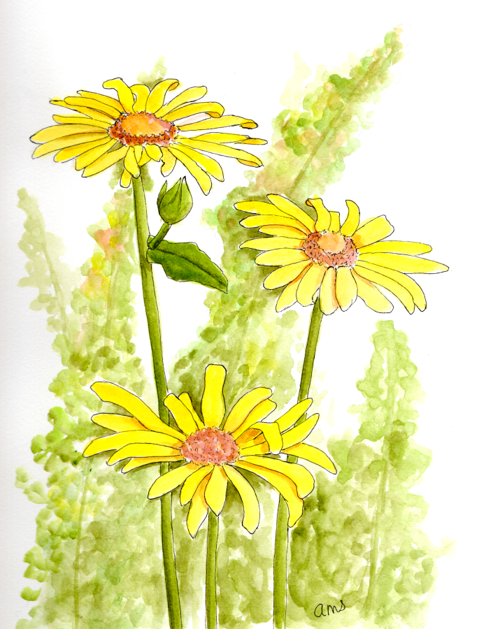 20250909SK10 DAISY AMARIL (WDE) .png