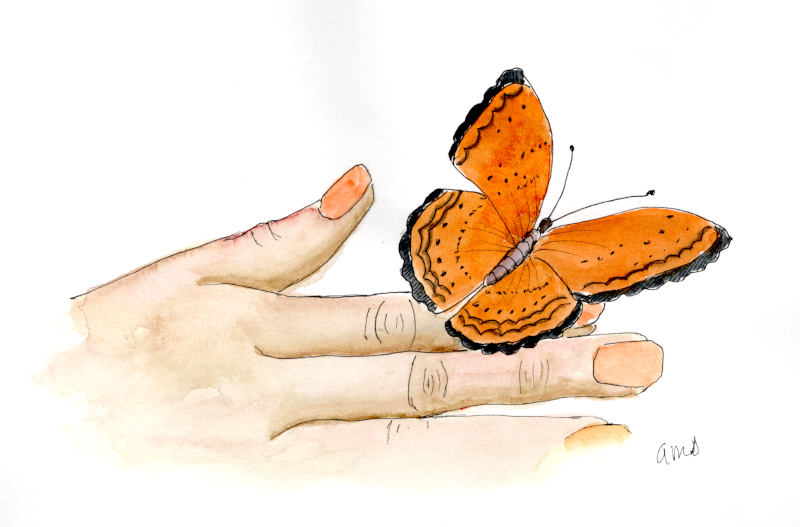20251021Sk10 Mariposa en mano (WDE).png