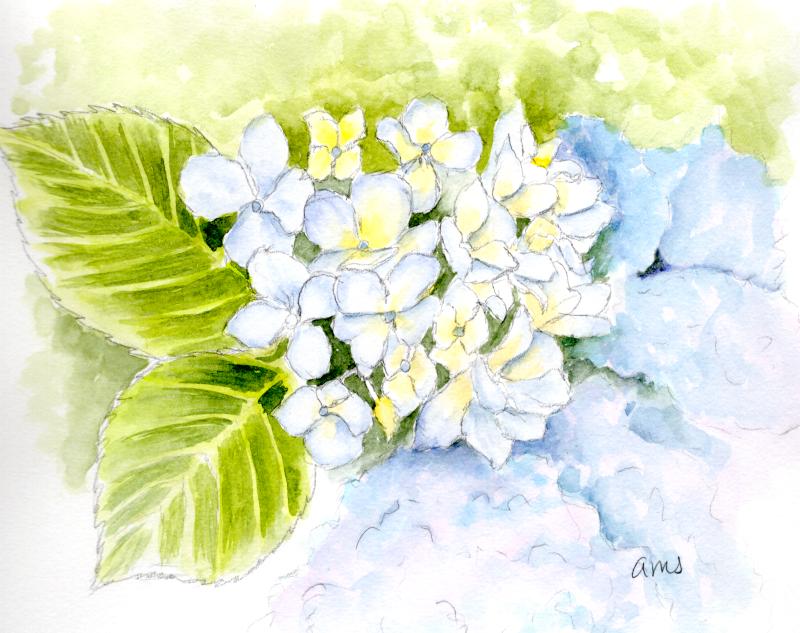 20251029Sk10 Hortensia(PP).png