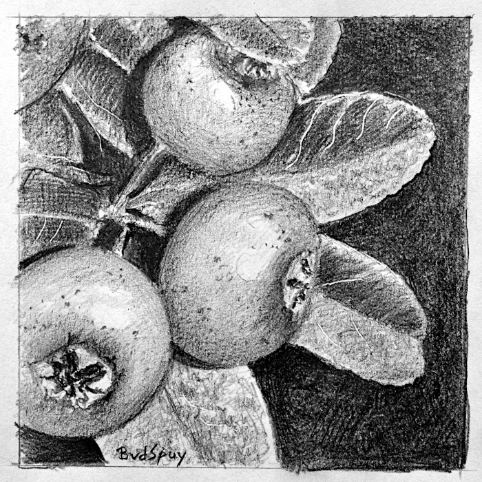 2026 Dibujo a lápiz de bayas de Pyracantha, 11 x 11 cm DSC_9375 s.JPG