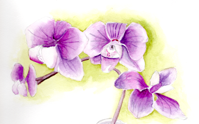 20260305Sk10b Orquídea de Maureen(WDE).png