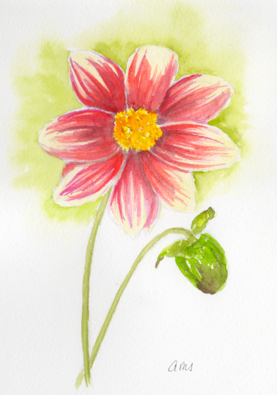 20260408Sk11 Dalia(WDE).png