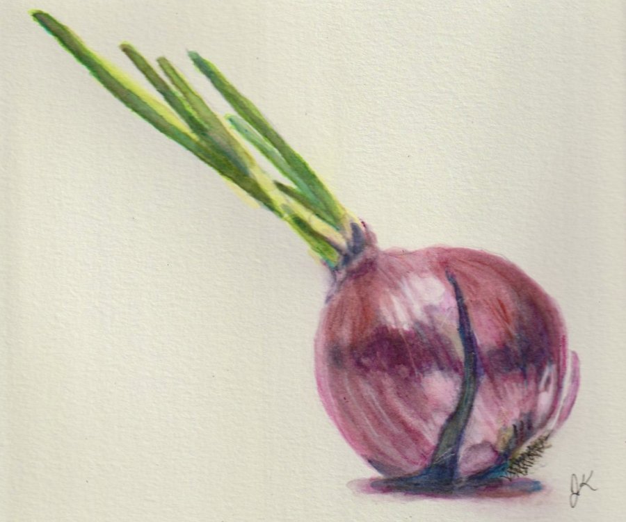 cebolla.jpeg