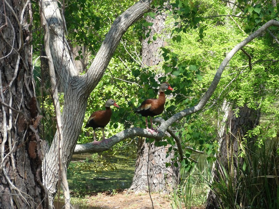 Whistler Ducks in my trees.jpg